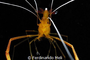 Mechanical shrimp by Ferdinando Meli 